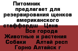 Питомник KURAT GRAD предлагает для резервирования щенков американского стаффордш › Цена ­ 25 000 - Все города Животные и растения » Собаки   . Алтай респ.,Горно-Алтайск г.